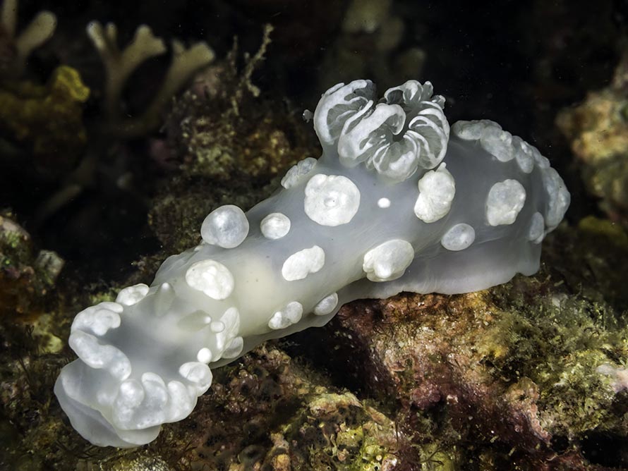 Gymnodoris sp. 7